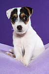 Parson Russell Terrier Welpe / parson russell terrier puppy