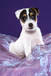 Parson Russell Terrier Welpe / parson russell terrier puppy