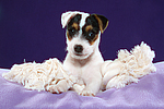 Parson Russell Terrier Welpe / parson russell terrier puppy