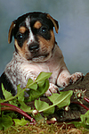 Jack Russell Terrier Welpe / jack russell terrier puppy