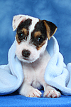 Parson Russell Terrier Welpe / parson russell terrier puppy