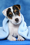 Parson Russell Terrier Welpe / parson russell terrier puppy