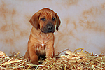 Rhodesian Ridgeback Welpe / rhodesian ridgeback puppy