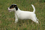 stehender Parson Russell Terrier Welpe / standing PRT puppy