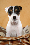 sitzender Parson Russell Terrier Welpe / sitting PRT puppy