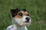 Parson Russell Terrier