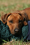 Rhodesian Ridgeback