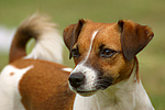 Jack Russell Terrier