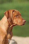 Rhodesian Ridgeback