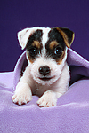 Parson Russell Terrier Welpe / parson russell terrier puppy