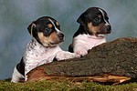 Jack Russell Terrier Welpen / jack russell terrier puppies