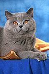 Britisch Kurzhaar / british shorthair