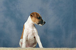 Parson Russell Terrier