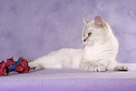 Britisch Kurzhaar / british shorthair