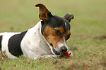 Jack Russell Terrier