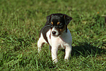 Jack Russell Terrier Welpe / jack russell terrier puppy