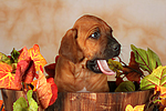 Rhodesian Ridgeback Welpe / rhodesian ridgeback puppy