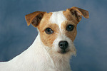 Parson Russell Terrier