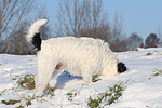 Parson Russell Terrier buddelt im Schnee / prt digging in snow