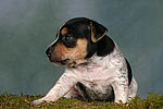 Jack Russell Terrier Welpe / jack russell terrier puppy