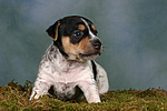 Jack Russell Terrier Welpe / jack russell terrier puppy