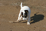 Parson Russell Terrier Welpe / parson russell terrier puppy