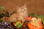 Britisch Kurzhaar Kätzchen / british shorthair kitten