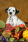 Dalmatiner Welpe / dalmatian puppy