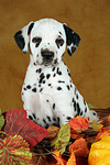 Dalmatiner Welpe / dalmatian puppy