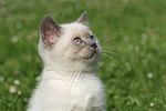 Britisch Kurzhaar Kätzchen / british shorthair kitten