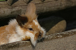 Löwenköpfchen / lion-headed bunny