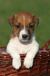 Jack Russell Terrier Welpe / jack russell terrier puppy