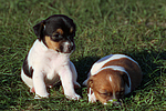 Jack Russell Terrier Welpen / jack russell terrier puppies