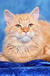 Sibirische Katze / siberian cat