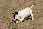 Parson Russell Terrier Welpe / parson russell terrier puppy