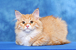 Sibirische Katze / siberian cat