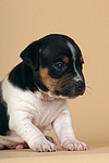 Jack Russell Terrier Welpe / jack russell terrier puppy