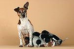 Jack Russell Terrier