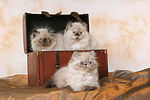 3 Perser Colourpoint Kätzchen / 3 persian colourpoint kitten