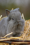 Löwenköpfchen / lion-headed bunny