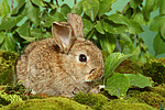 junges Zwergkaninchen / young dwarf rabbit