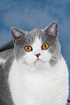 Britisch Kurzhaar / british shorthair