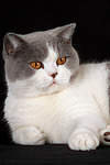 Britisch Kurzhaar / british shorthair