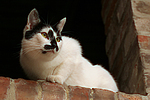 Hauskatze / domestic cat