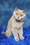 Britisch Kurzhaar / british shorthair