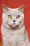 Britisch Kurzhaar / british shorthair