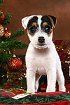 Parson Russell Terrier Welpe zu Weihnachten / PRT puppy at christmas