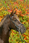 Deutscher Reitpony Hengst / pony stallion