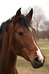 Deutsches Reitpony / pony