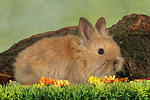 Löwenköpfchen / lion-headed bunny